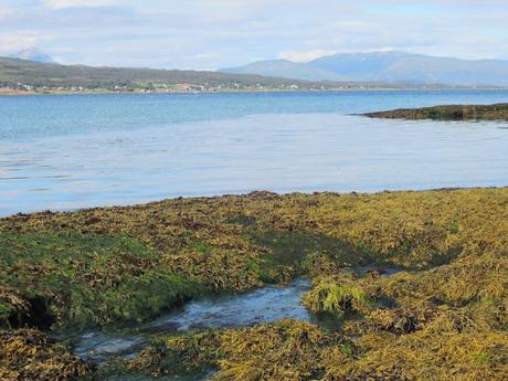 Una gruesa y saludable capa de algas cubre las orillas de los fiordos