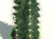 Energía:El Cactus absorbe radiación contamina...