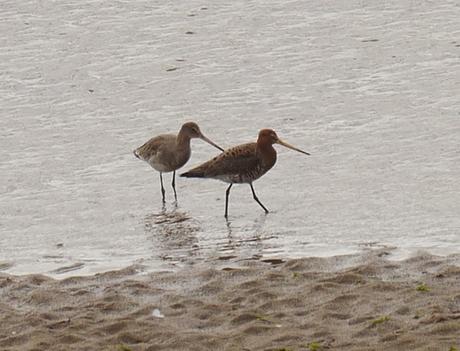 Primeros limícolas migrantes