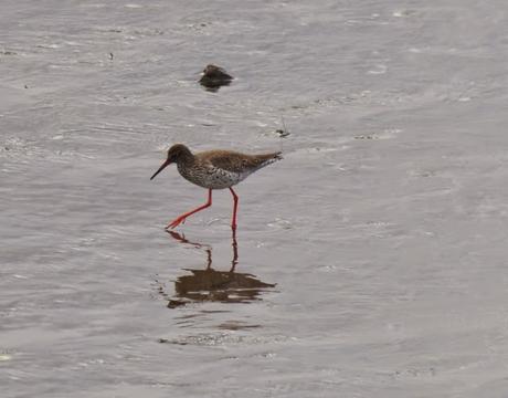 Primeros limícolas migrantes