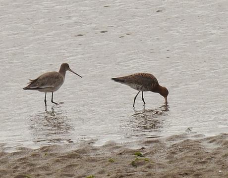 Primeros limícolas migrantes