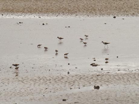Primeros limícolas migrantes