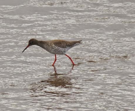 Primeros limícolas migrantes