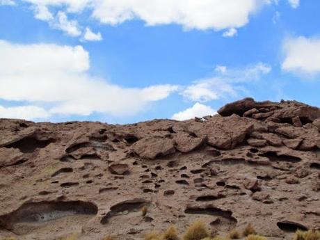 El zorro culpeo. Atacama. Chile