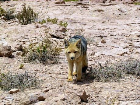 El zorro culpeo. Atacama. Chile