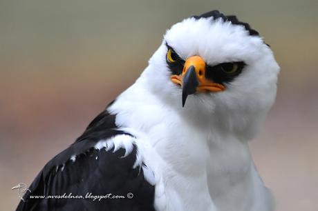 Águila viuda (Black-and-white Hawk-Eagle) Spizastur melanoleucus