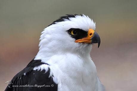 Águila viuda (Black-and-white Hawk-Eagle) Spizastur melanoleucus