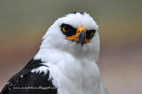 Águila viuda (Black-and-white Hawk-Eagle) Spizastur melanoleucus