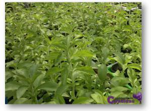 Stevia, edulcorante natural edulcorante natural sustitutos del azucar para candidiasis