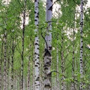 Abedul, de donde se saca el xilitol