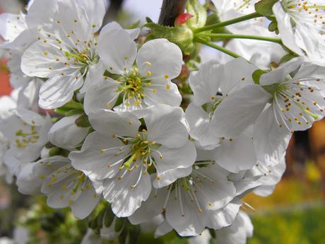 Cerezo en Flor en el Valle del Jerte