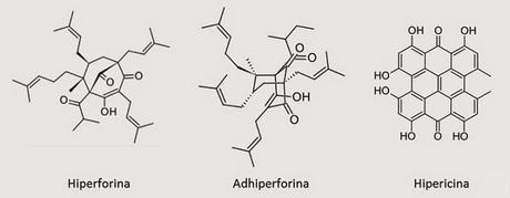 hyperforin adhyperforin hypericin saint john's wort hypericum perforatum antidepressant depression treatment natural