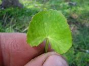 Propiedades medicinales Centella Asiática Gotu kola