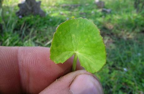 Propiedades medicinales de la Centella Asiática   Gotu kola
