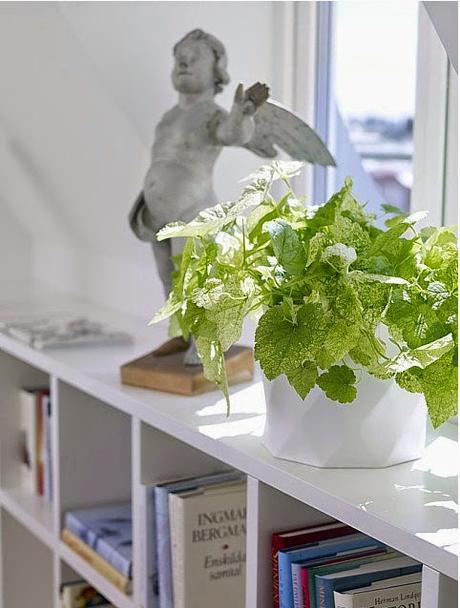 Decoración con plantas verdes Decoración con plantas verdes