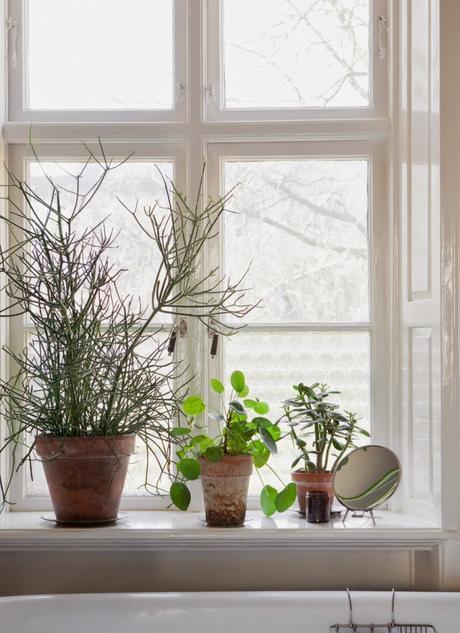 Decoración con plantas verdes Decoración con plantas verdes
