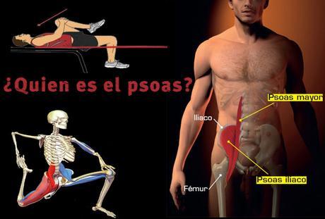 La importancia del psoas para nuestra salud, vitalidad y bienestar emocional psoas