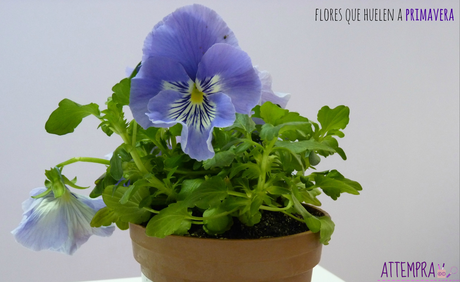 Miércoles Mudo: Flores