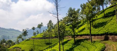 Munnar y los campos de té en Kerala