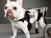Perros discapacitados