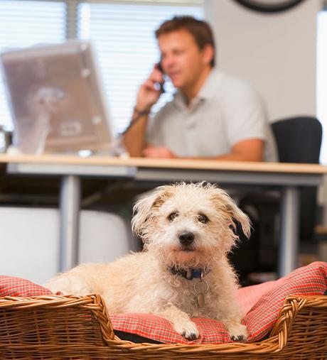 Lleva tu perro al trabajo