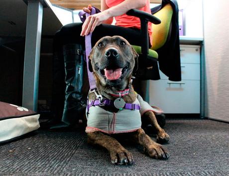 trabaja con tu perro en la oficina