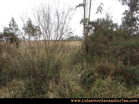 Ruta de los Dólmenes y Monte Areo: Prado que atravesamos para visitar cómodamente el índice geodésico del Monte Areo