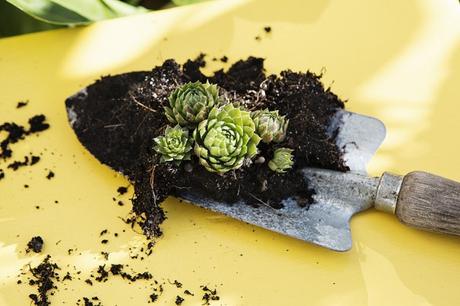 Pintando puertas de color Pintando puertas de color