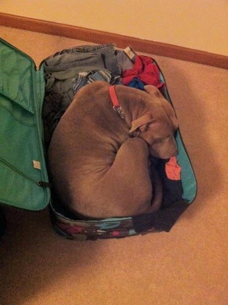 Animales que se niegan a quedarse en casa. 