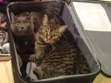 Animales que se niegan a quedarse en casa. 