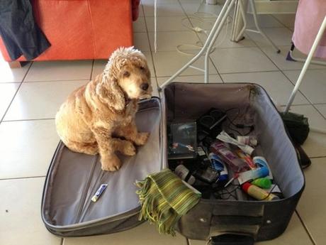 Animales que se niegan a quedarse en casa. 