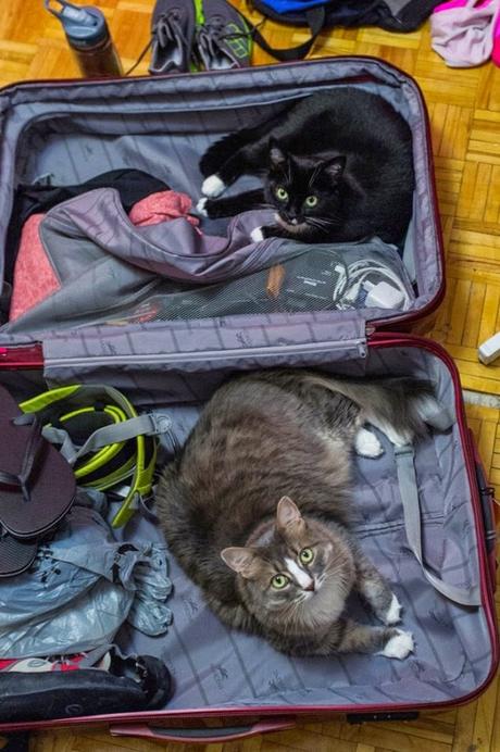 Animales que se niegan a quedarse en casa. 