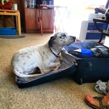 Animales que se niegan a quedarse en casa. 