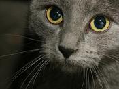 Misterios bigotes Gato deberías conocer