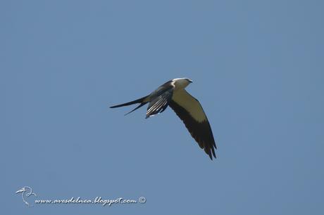 Milano tijereta (Swallow-tailed Kite) Elanoides forficatus