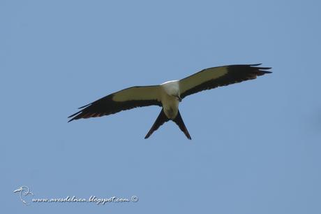 Milano tijereta (Swallow-tailed Kite) Elanoides forficatus