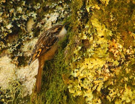 EN UN BOSQUE DE CANTABRIA