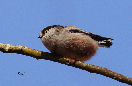 EN UN BOSQUE DE CANTABRIA