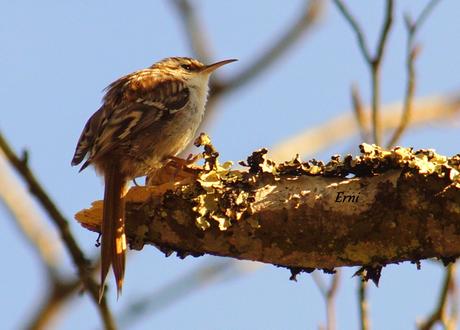 EN UN BOSQUE DE CANTABRIA