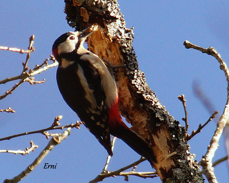 EN UN BOSQUE DE CANTABRIA