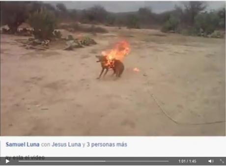 coyote peñasco quemado