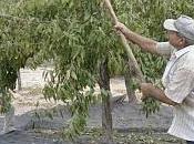 Almendro: Recolección
