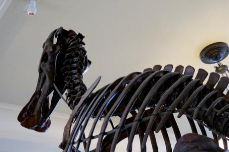 Museo Americano de Historia Natural