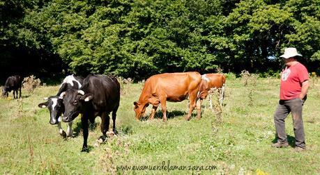 En el campo con las vacas de Antonio Carral de O Alle