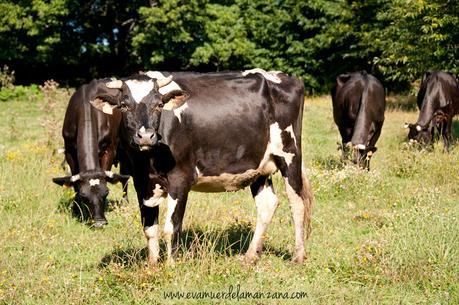 Una de las vacas felices de O Alle, granja de leche cruda