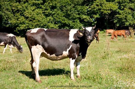 Leite Cru O Alle: leche cruda, leche de verdad