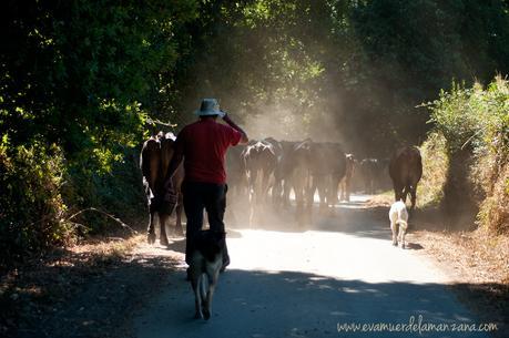 Volviendo a casa tras una jornada de pastoreo