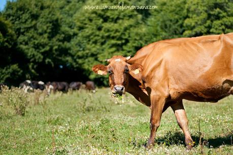 Una de las vacas de la lechería O Alle de Antonio Carral