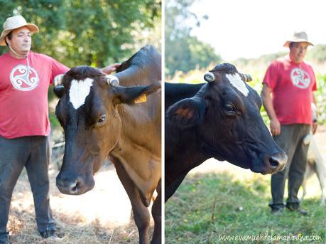 Antonio Carral junto a una de sus vacas