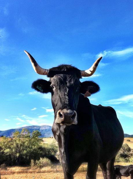 Vaca bociblanca alimentada con pasto 100%